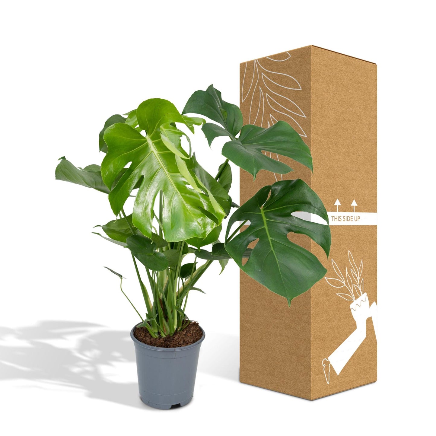 Monstera Deliciosa - Lochpflanze - 65cm - Ø21