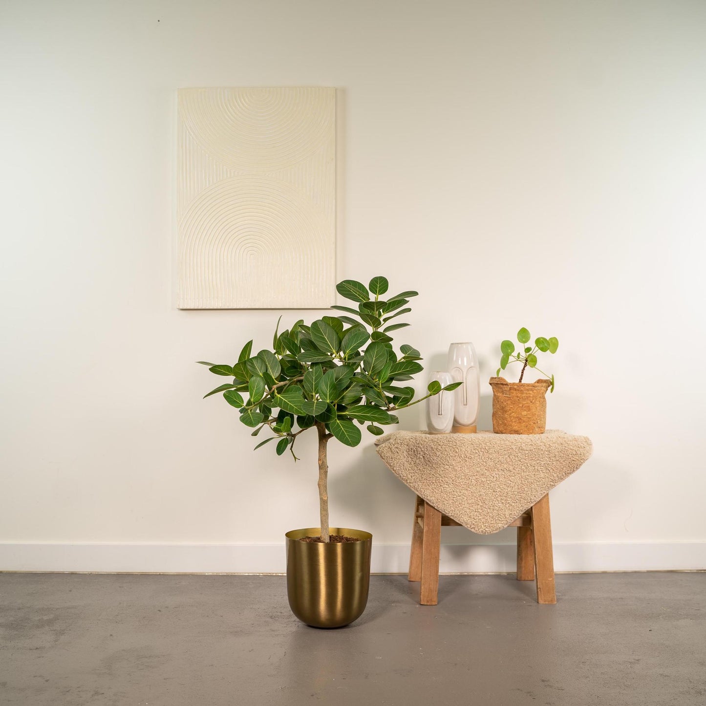 Ficus benghalensis Petite Audrey - ↨75cm - Ø21cm