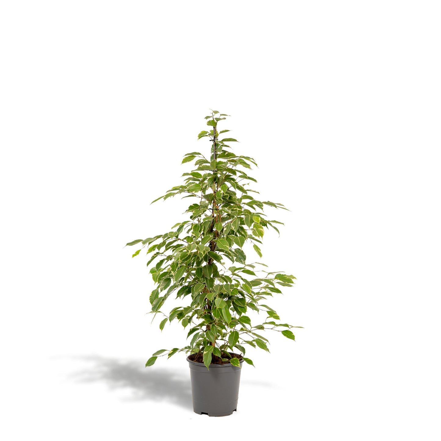 Ficus benjamina Goldenking - ↨95cm - Ø21cm