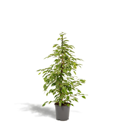 Ficus benjamina Goldenking - ↨95cm - Ø21cm