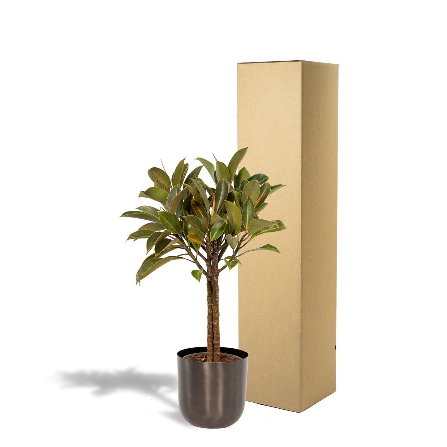 Ficus elastica Melany Stamm + Pot Mayk Lead - ↨90cm - Ø21cm