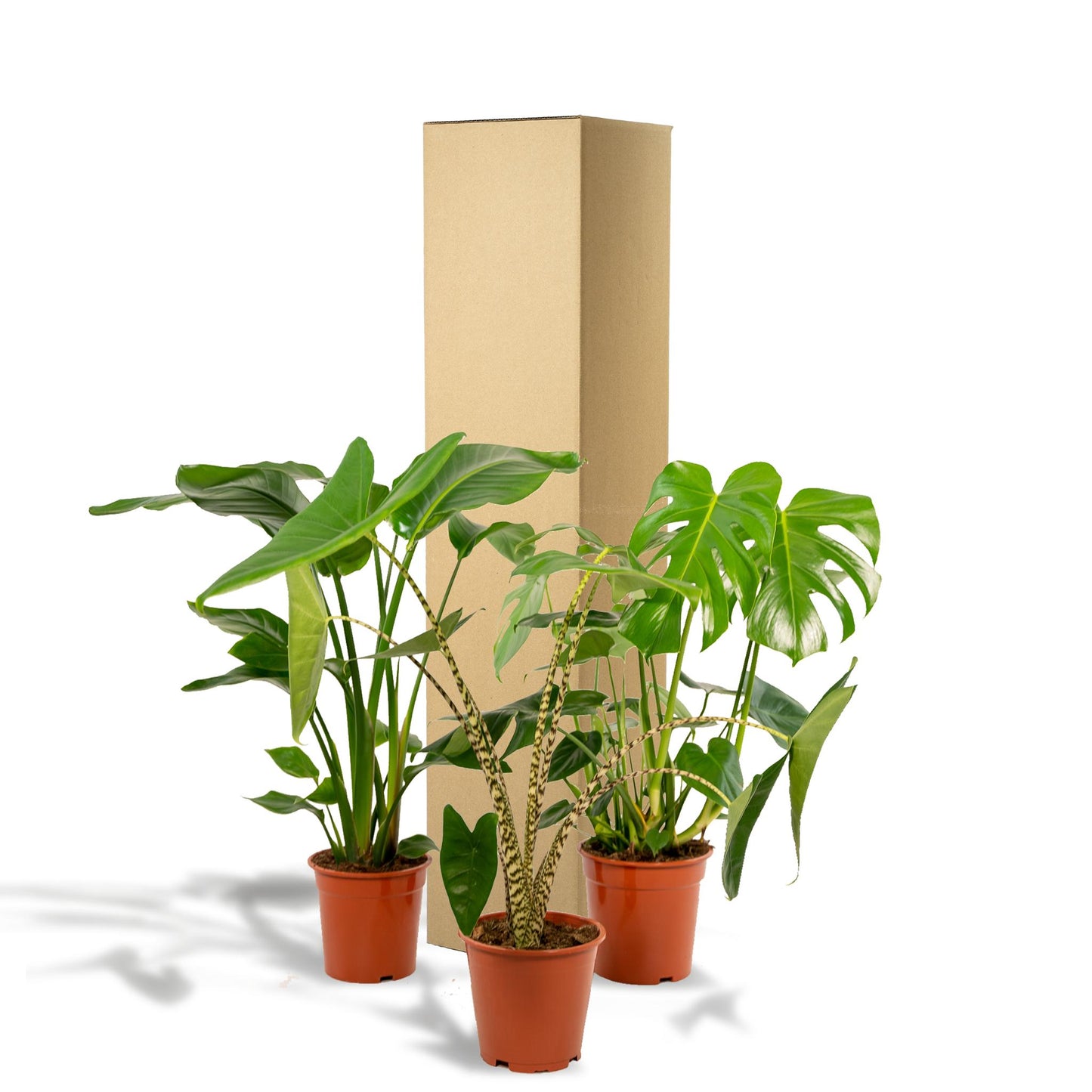 Monstera Deliciosa - ↨75cm,Ø21cm - Alocasia Zebrina - ↨75cm,Ø19cm - Strelitzia Nicolai - ↨85cm,Ø19cm