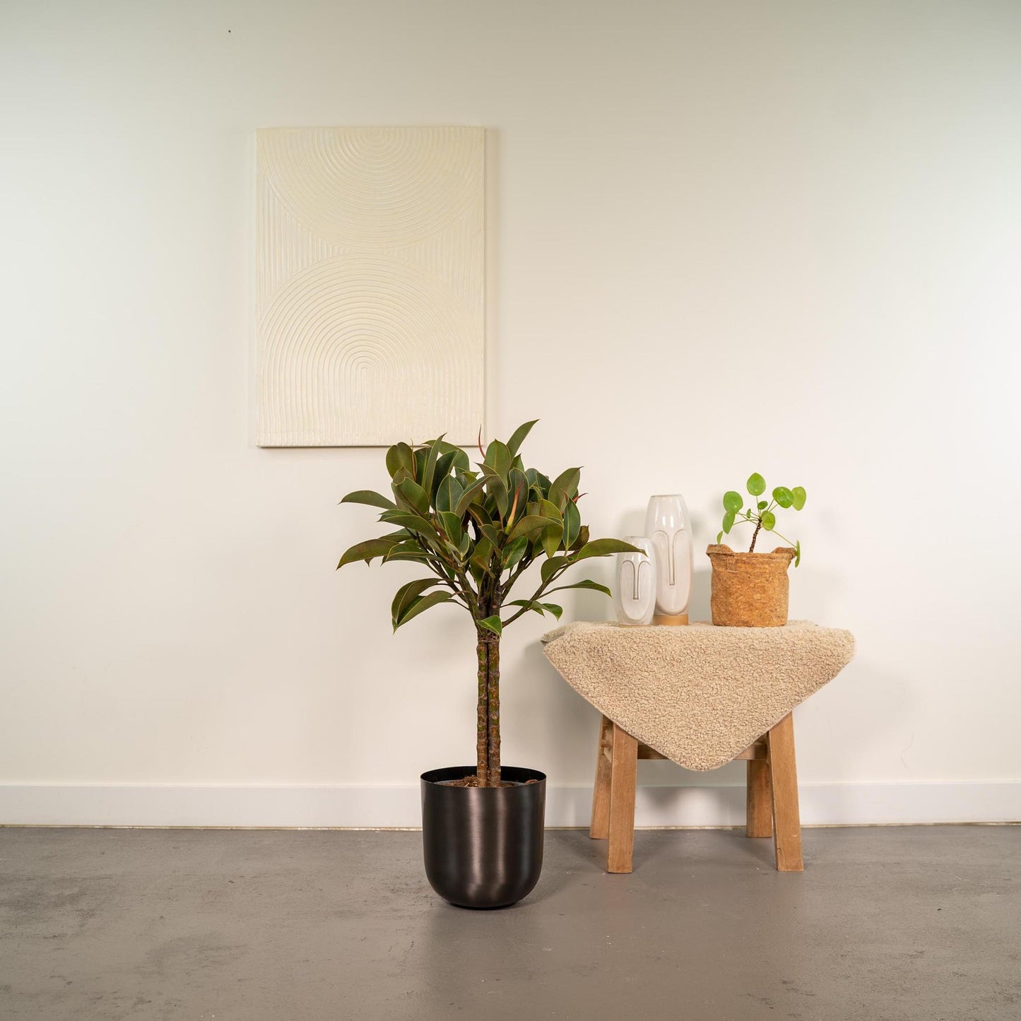 Ficus elastica Melany Stamm + Pot Mayk Lead - ↨90cm - Ø21cm