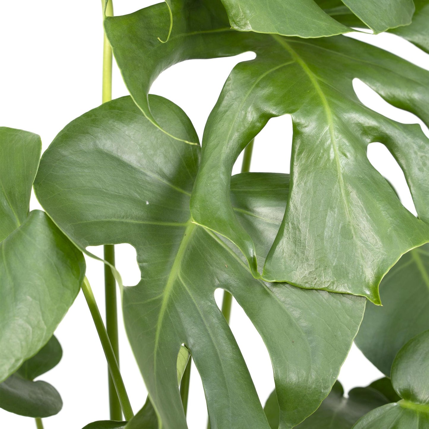 Monstera Deliciosa - Lochpflanze - 55cm - Ø17