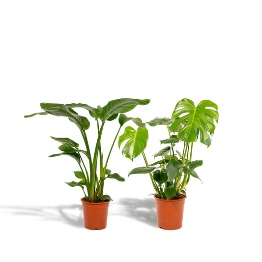 Strelitzia Nicolai - ↨85cm,Ø19cm - Monstera Deliciosa - ↨75cm,Ø21cm -