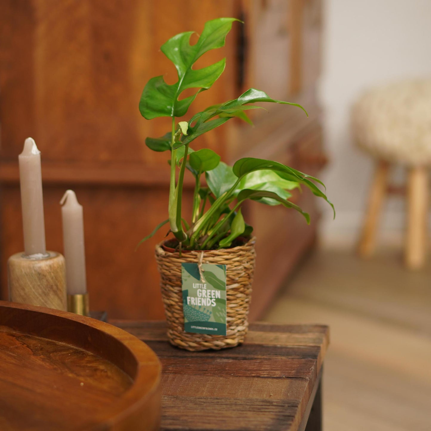 OUR FRIENDS | 4er Pflanzenpaket - Chamadorea Elegans, Coffea Arabica, , Monstera Deliciosa - 30 cm hoch - Kleine Kamerapflanze + Seegraskorb
