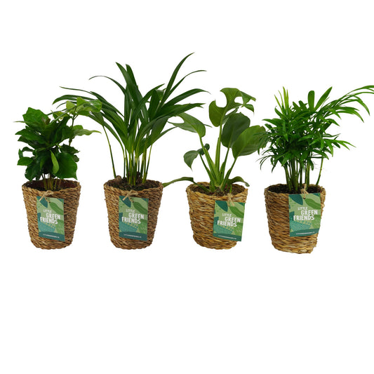 OUR FRIENDS | 4er Pflanzenpaket - Chamadorea Elegans, Coffea Arabica, , Monstera Deliciosa - 30 cm hoch - Kleine Kamerapflanze + Seegraskorb