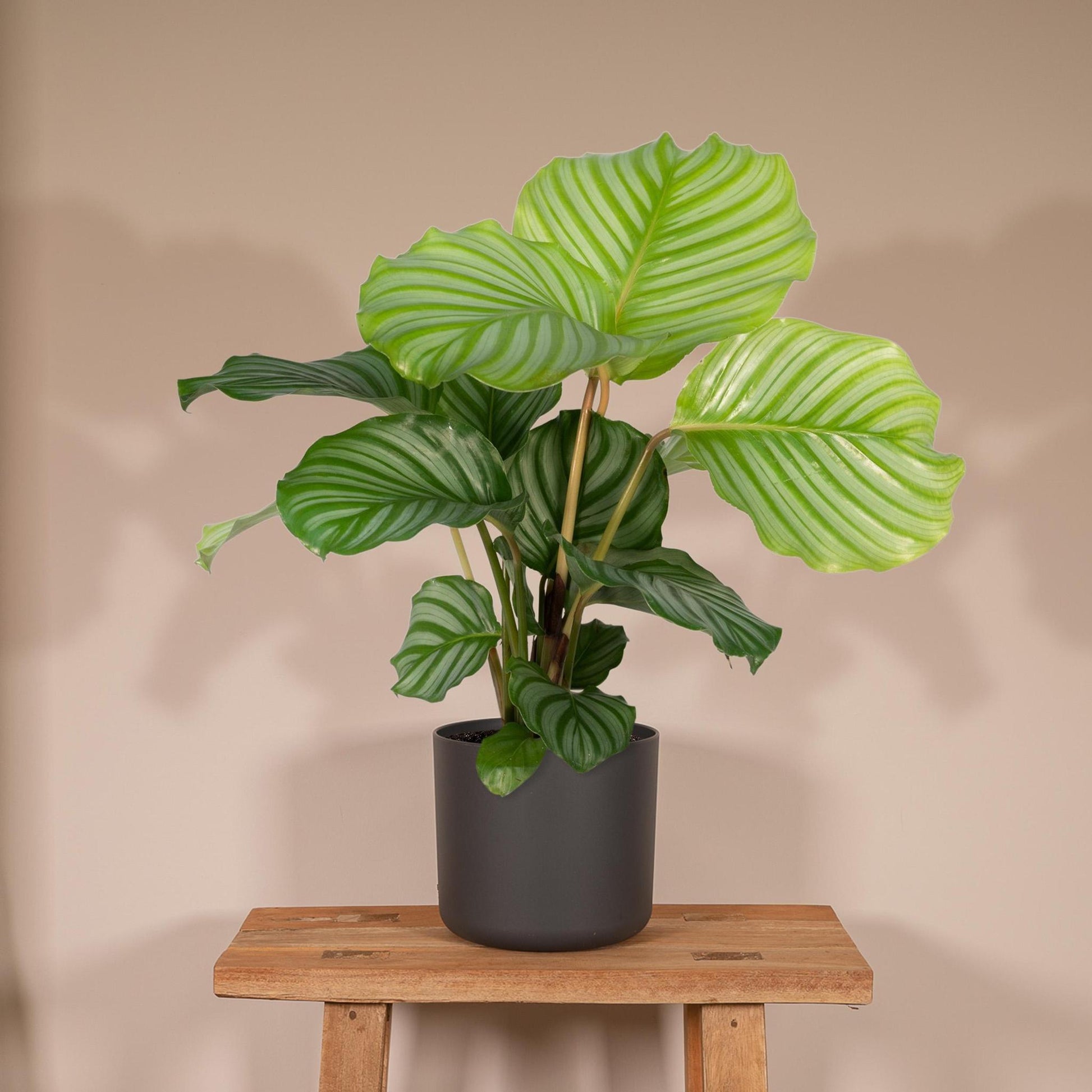 Calathea Orbifolia