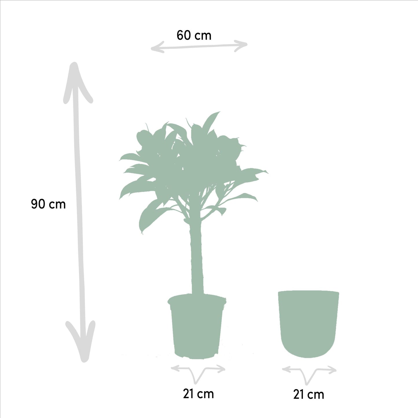 Ficus elastica Melany Stamm + Pot Mayk Lead - ↨90cm - Ø21cm