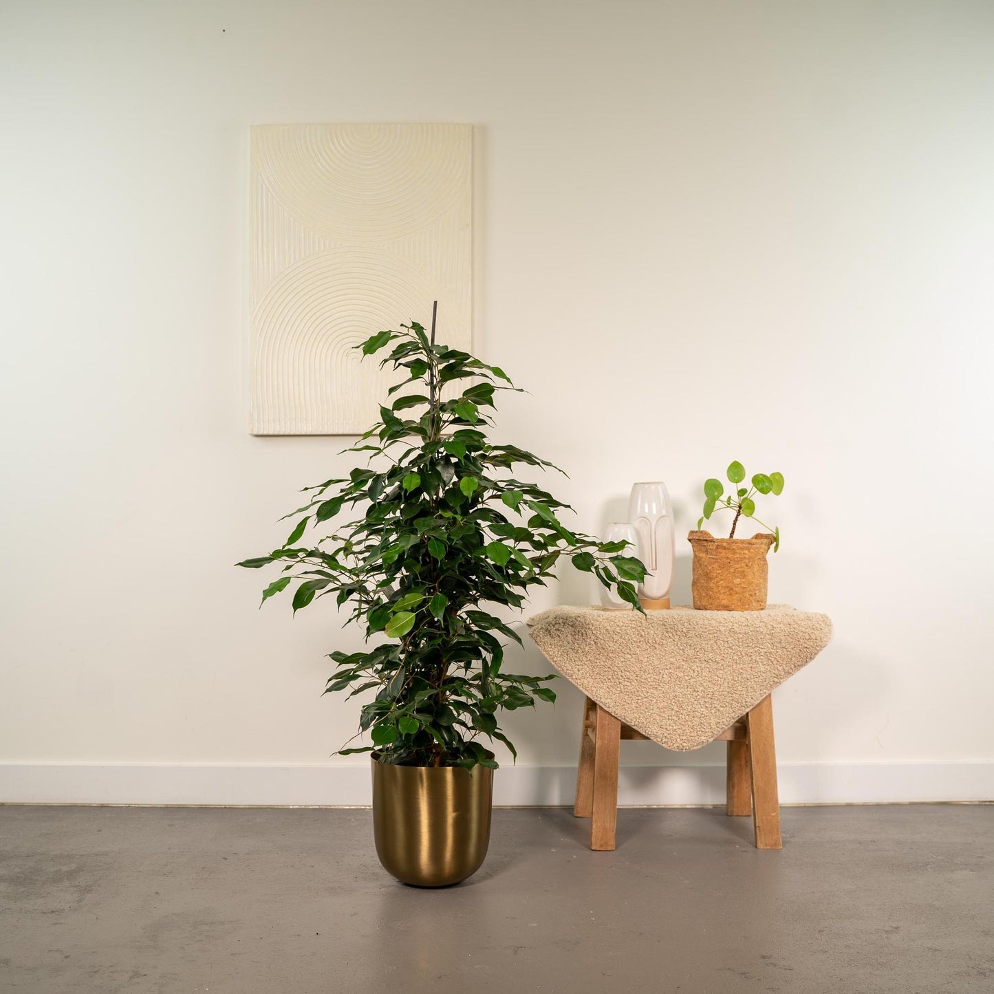 Ficus Benjamina Danielle - ↨95cm - Ø21cm