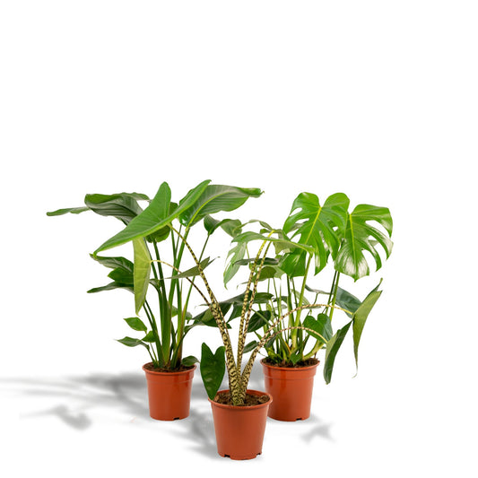 Monstera Deliciosa - ↨75cm,Ø21cm - Alocasia Zebrina - ↨75cm,Ø19cm - Strelitzia Nicolai - ↨85cm,Ø19cm