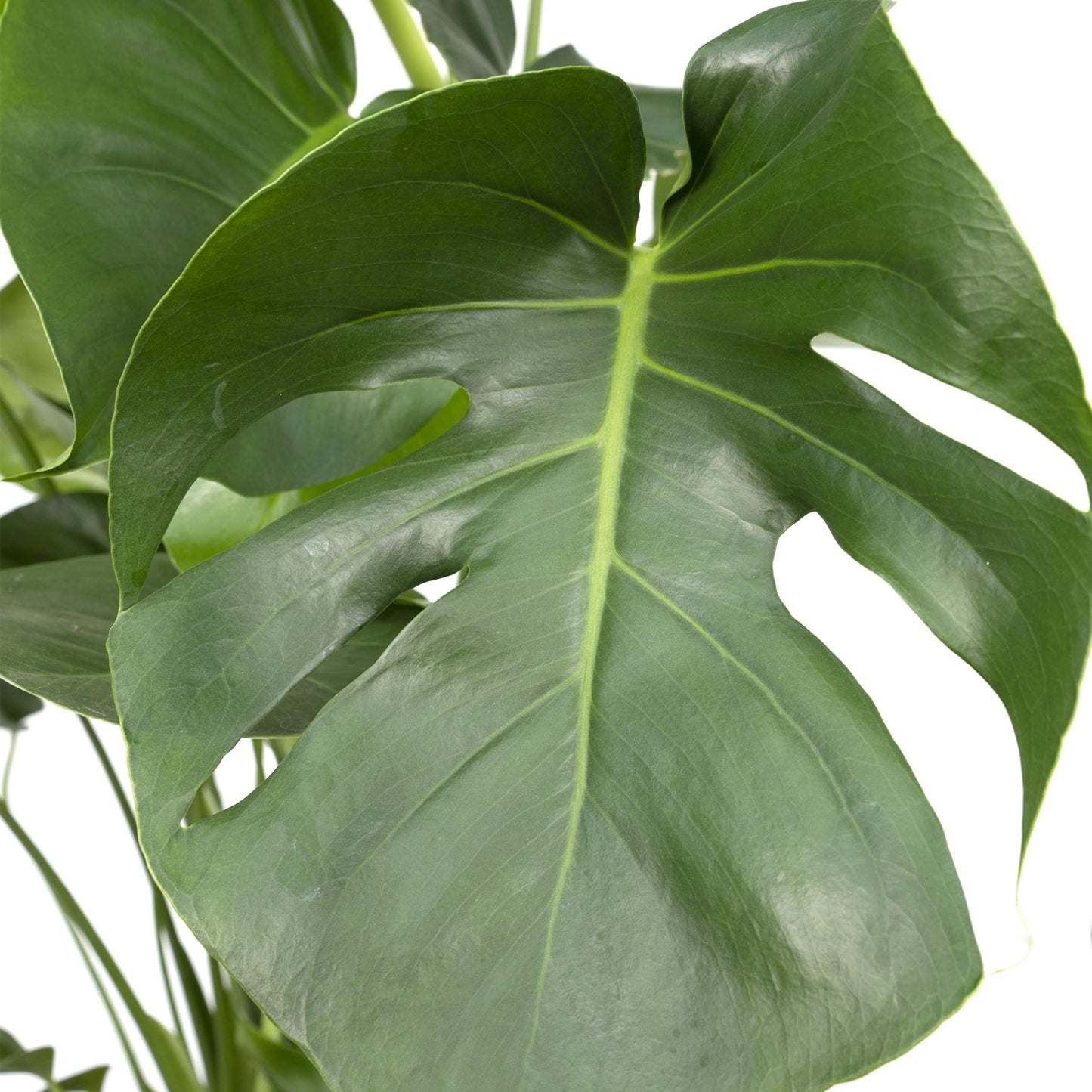 Monstera Deliciosa - Lochpflanze - 65cm - Ø21