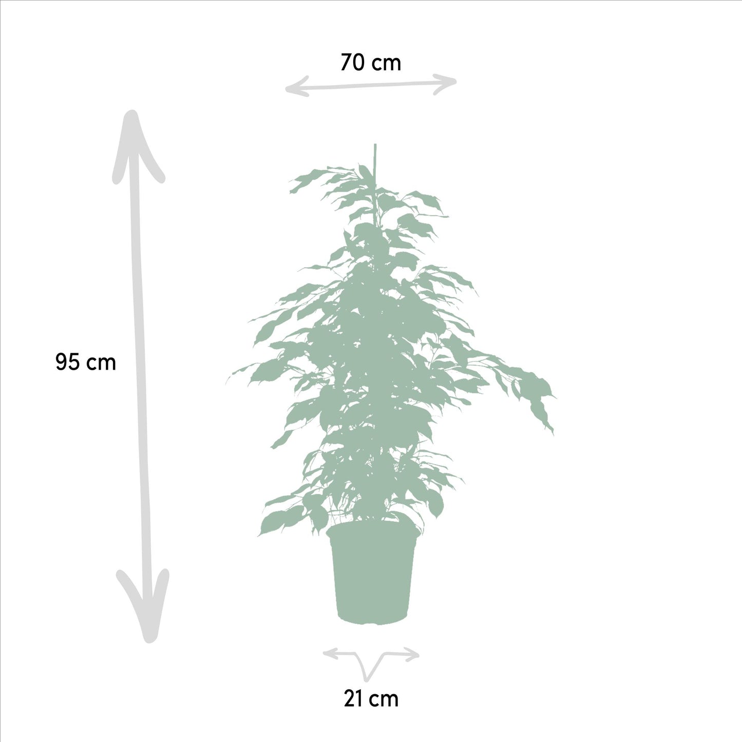 Ficus Benjamina Danielle - ↨95cm - Ø21cm