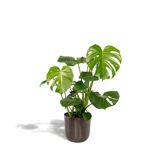 Monstera Deliciosa + Pot Mayk Lead - ↨80cm - Ø21cm