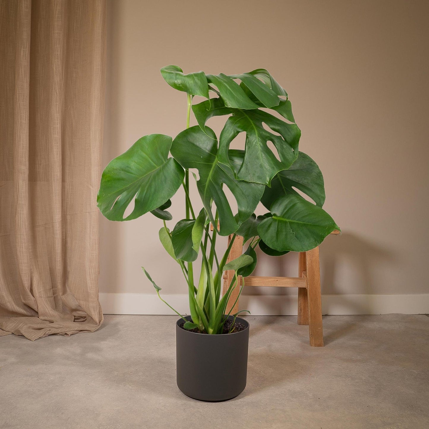 Monstera Deliciosa - Lochpflanze - 55cm - Ø17