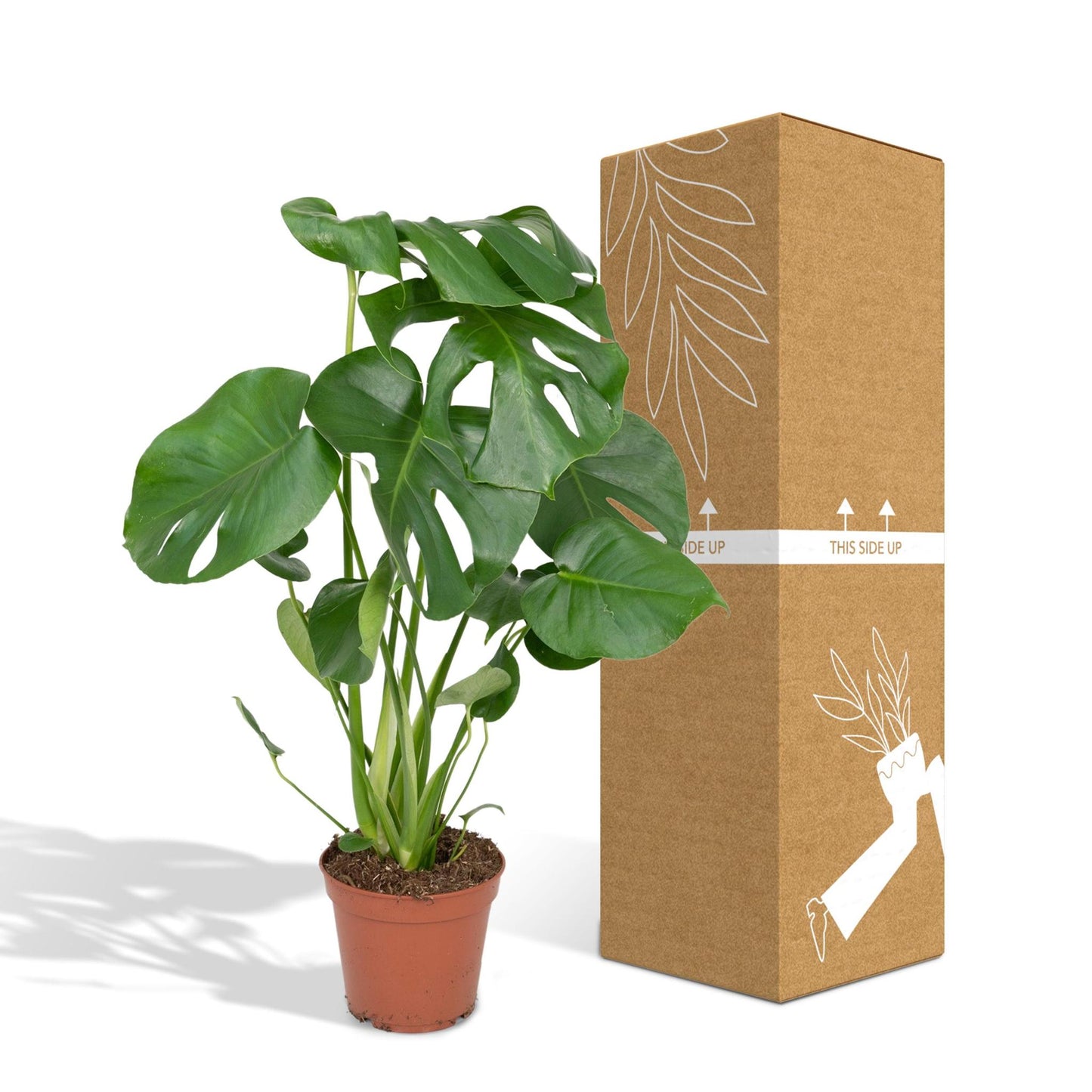 Monstera Deliciosa - Lochpflanze - 55cm - Ø17