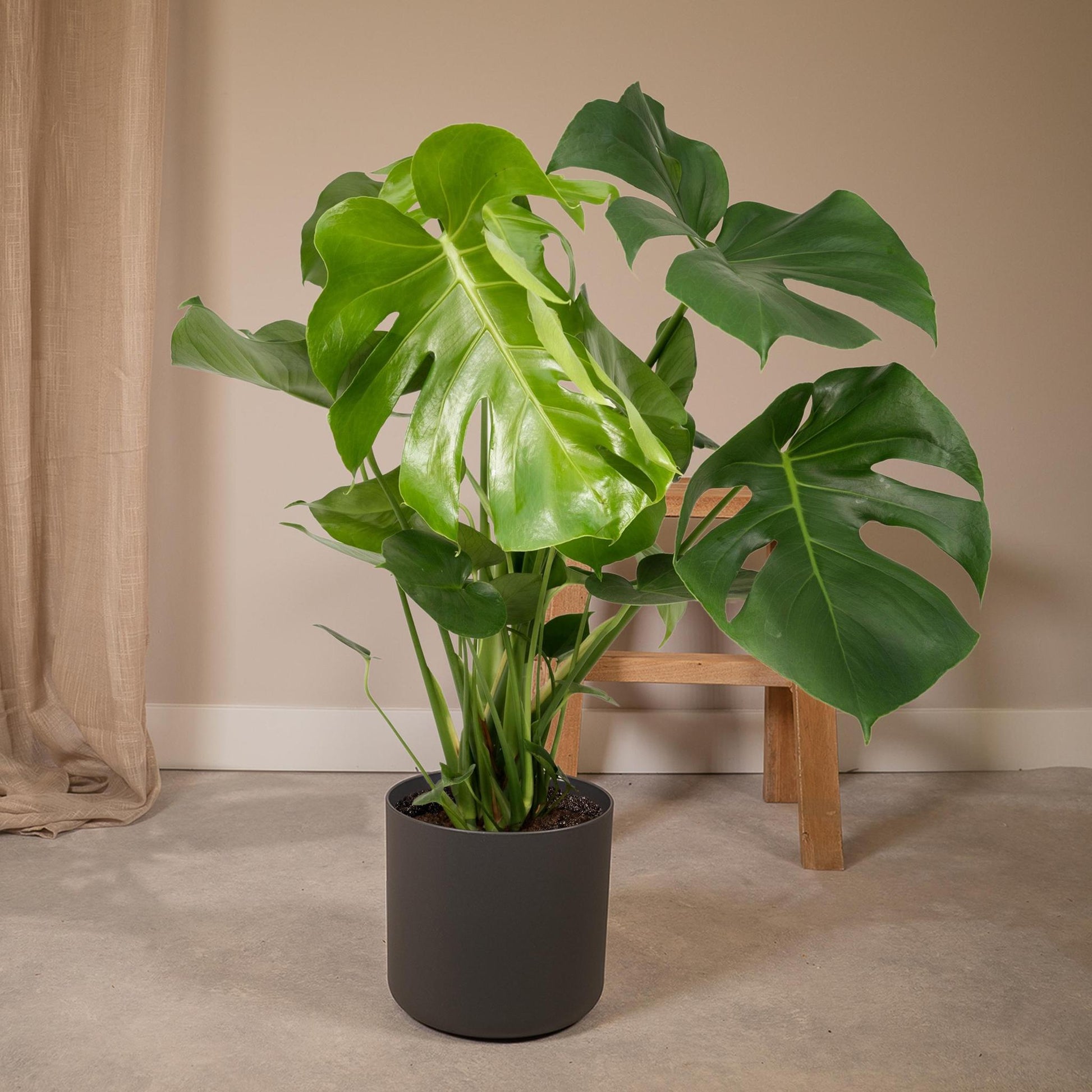 Monstera Deliciosa - Lochpflanze - 65cm - Ø21