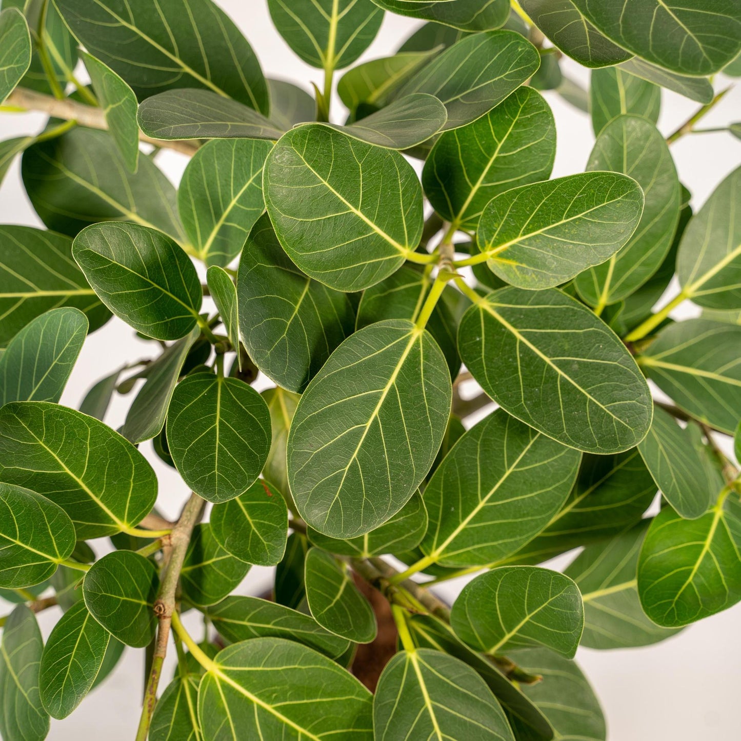 Ficus benghalensis Petite Audrey - ↨75cm - Ø21cm