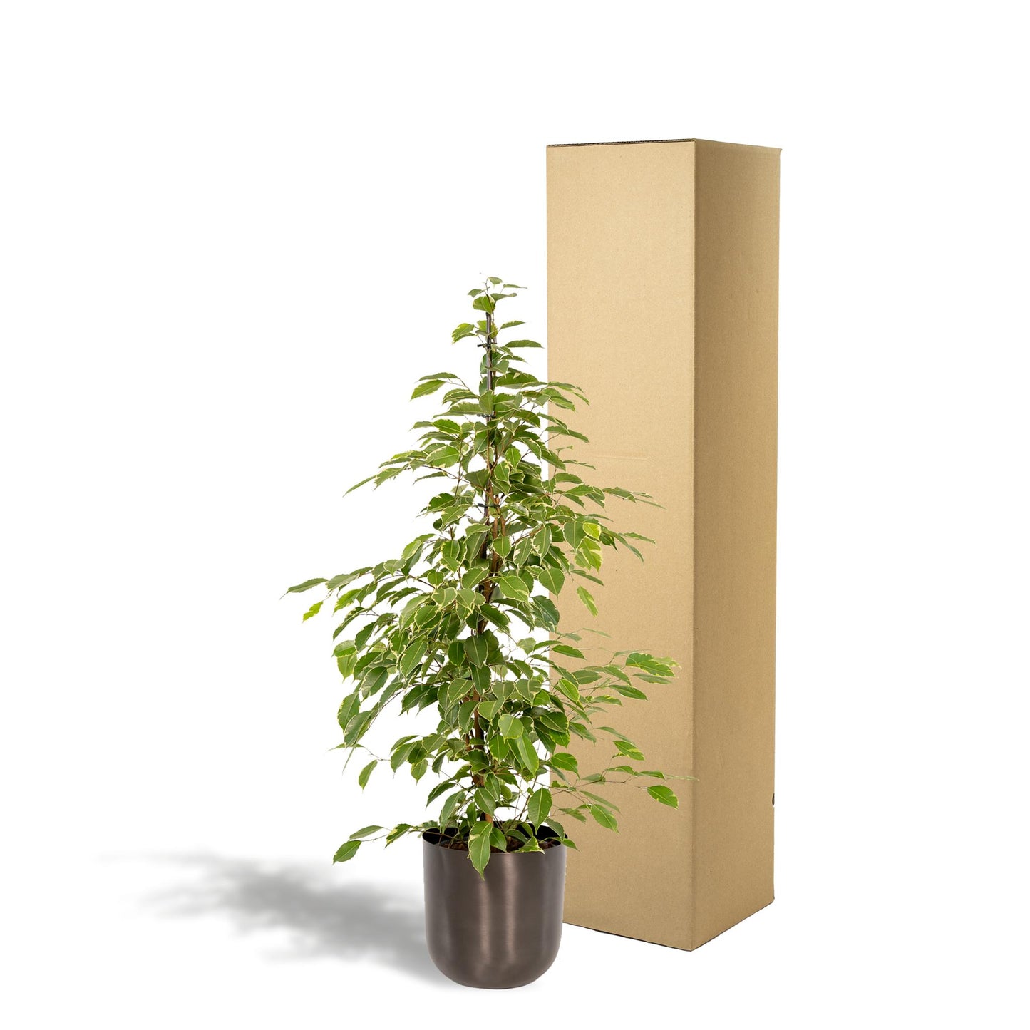 Ficus benjamina Goldenking + Pot Mayk Lead - ↨95cm - Ø21cm
