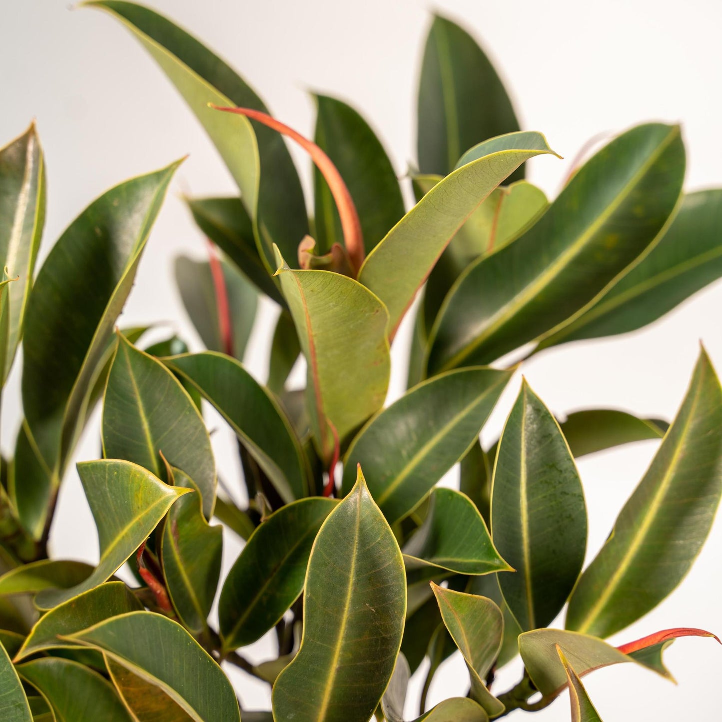 Ficus elastica Melany Stamm + Pot Mayk Lead - ↨90cm - Ø21cm