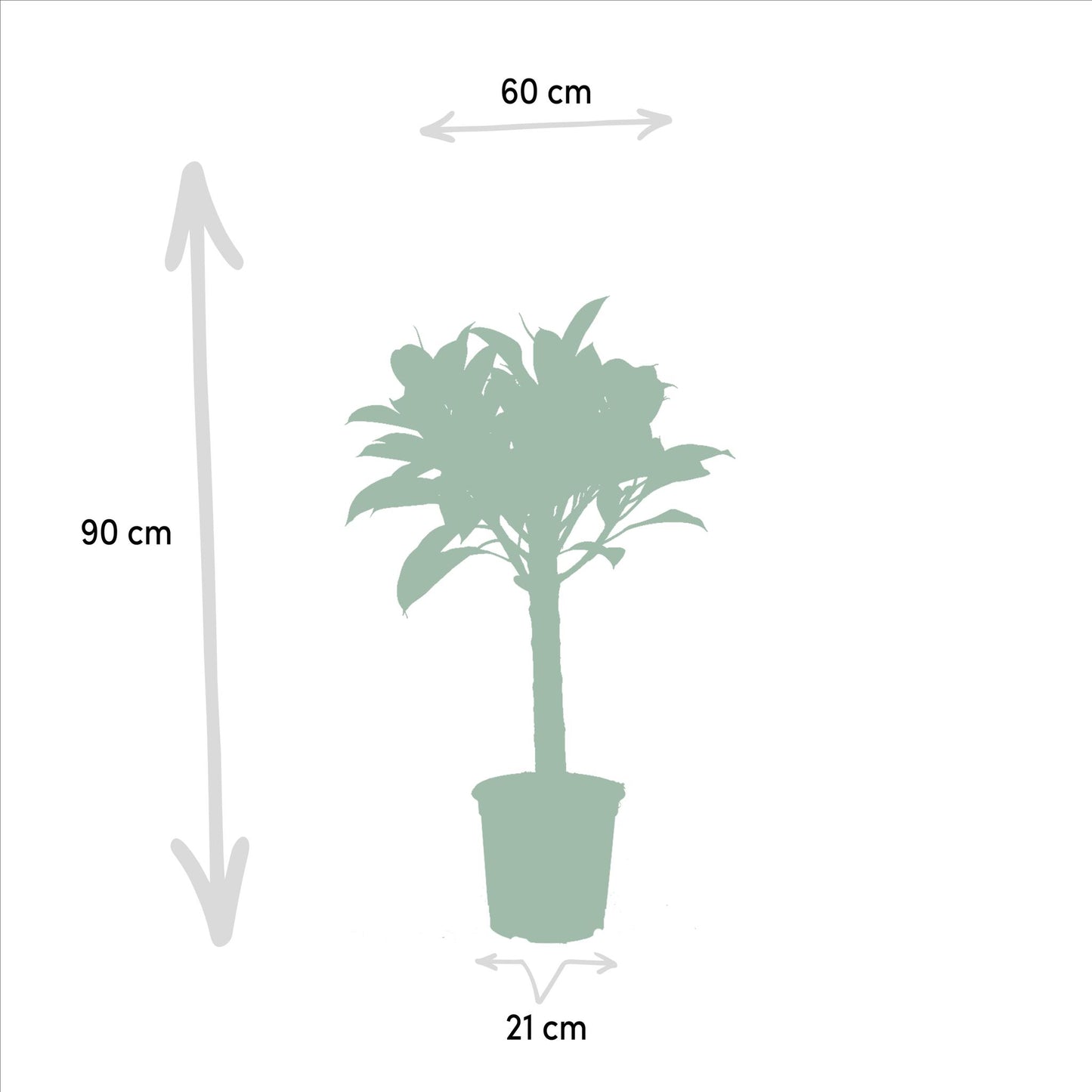 Ficus elastica Melany-Stamm - ↨90cm - Ø21cm