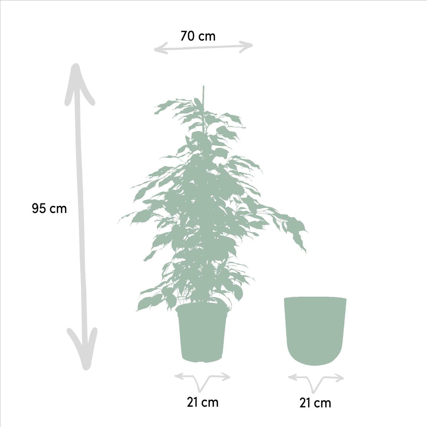 Ficus benjamina Danielle + Pot Mayk Lead - ↨95cm - Ø21cm