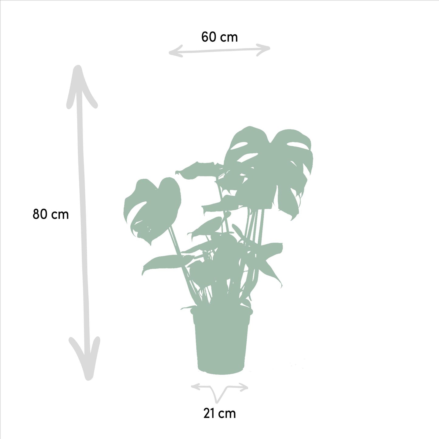 Monstera Deliciosa - ↨75cm,Ø21cm - Alocasia Zebrina - ↨75cm,Ø19cm - Strelitzia Nicolai - ↨85cm,Ø19cm