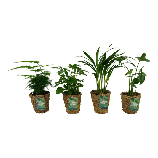 OUR FRIENDS | 4er Pflanzenpaket - Asparagus Plumosus, Schefflera Arboricola, , Areca Lutecens - 30 cm hoch - Kleine Kamerapflanze + Seegraskorb