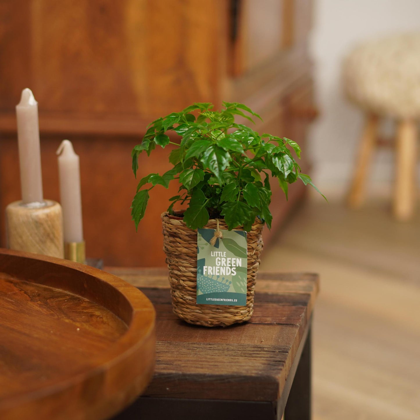 OUR FRIENDS | 4er Pflanzenpaket - Asparagus Plumosus, Schefflera Arboricola, , Areca Lutecens - 30 cm hoch - Kleine Kamerapflanze + Seegraskorb