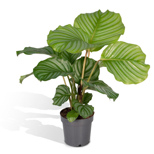 Calathea Orbifolia