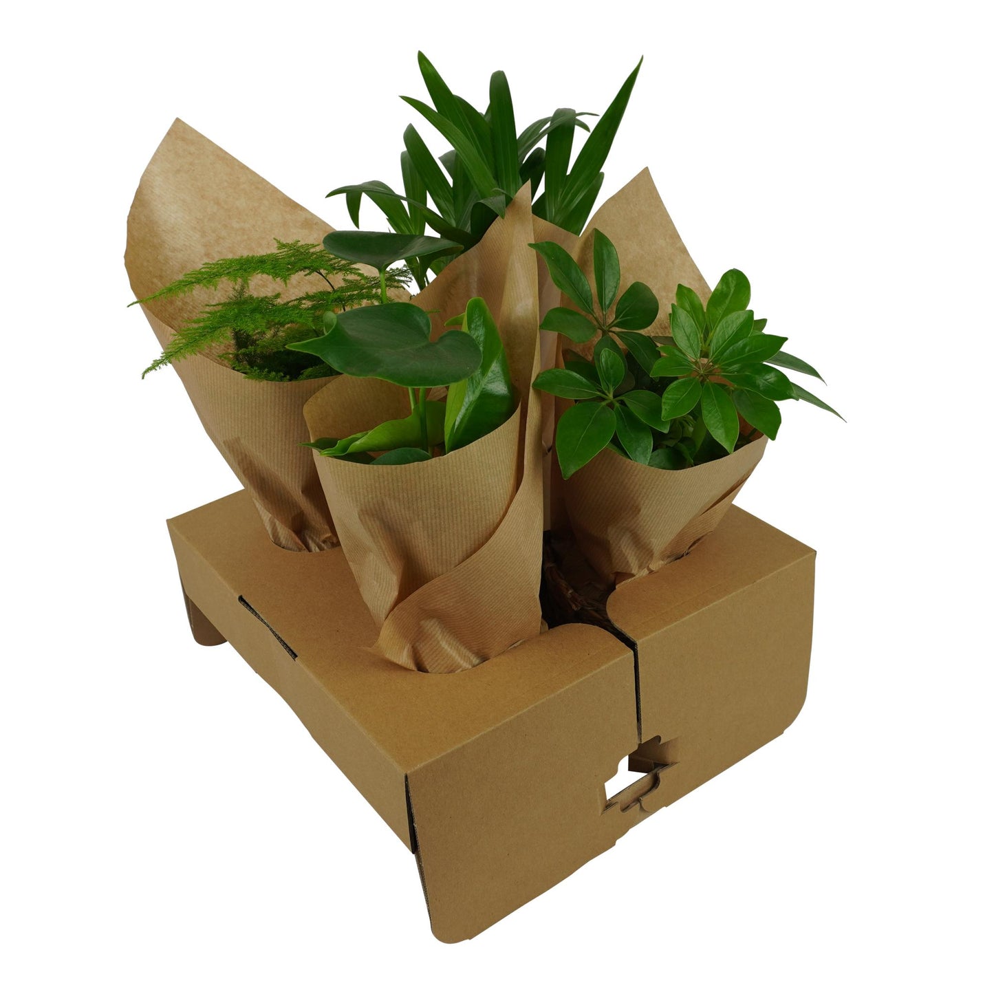 OUR FRIENDS | 4er Pflanzenpaket - Asparagus Plumosus, Schefflera Arboricola, , Areca Lutecens - 30 cm hoch - Kleine Kamerapflanze + Seegraskorb