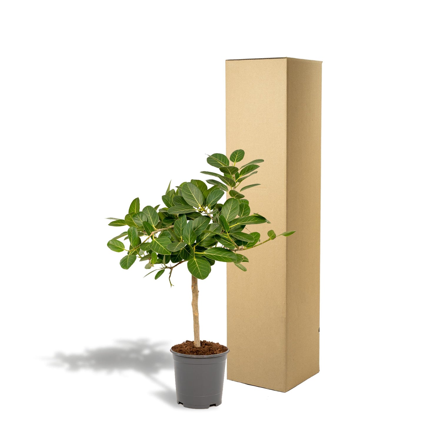 Ficus benghalensis Petite Audrey - ↨75cm - Ø21cm
