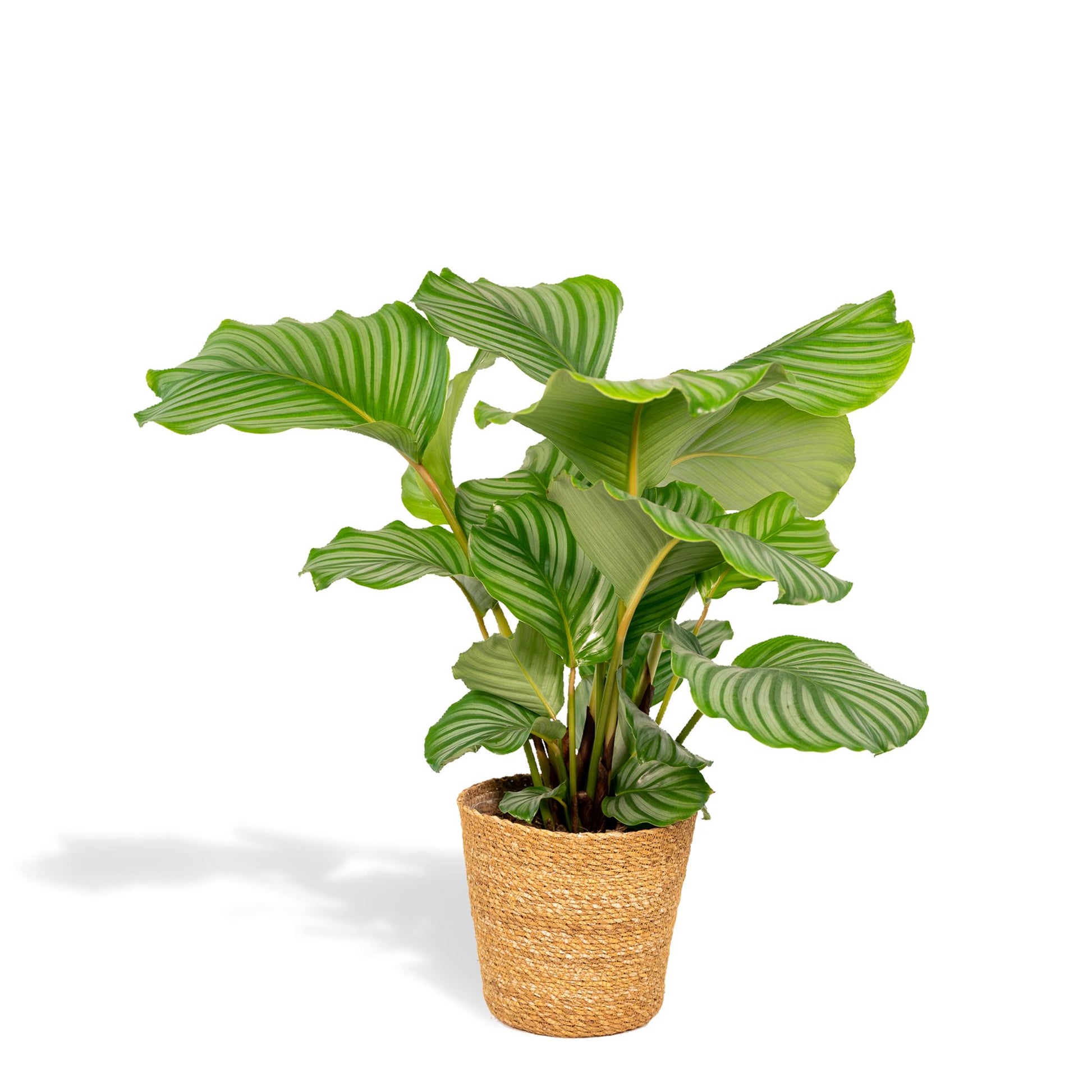 Calathea Orbifolia mit Korb