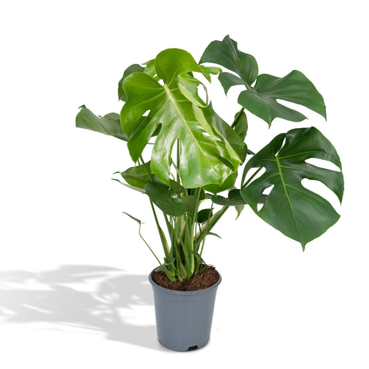 Monstera 