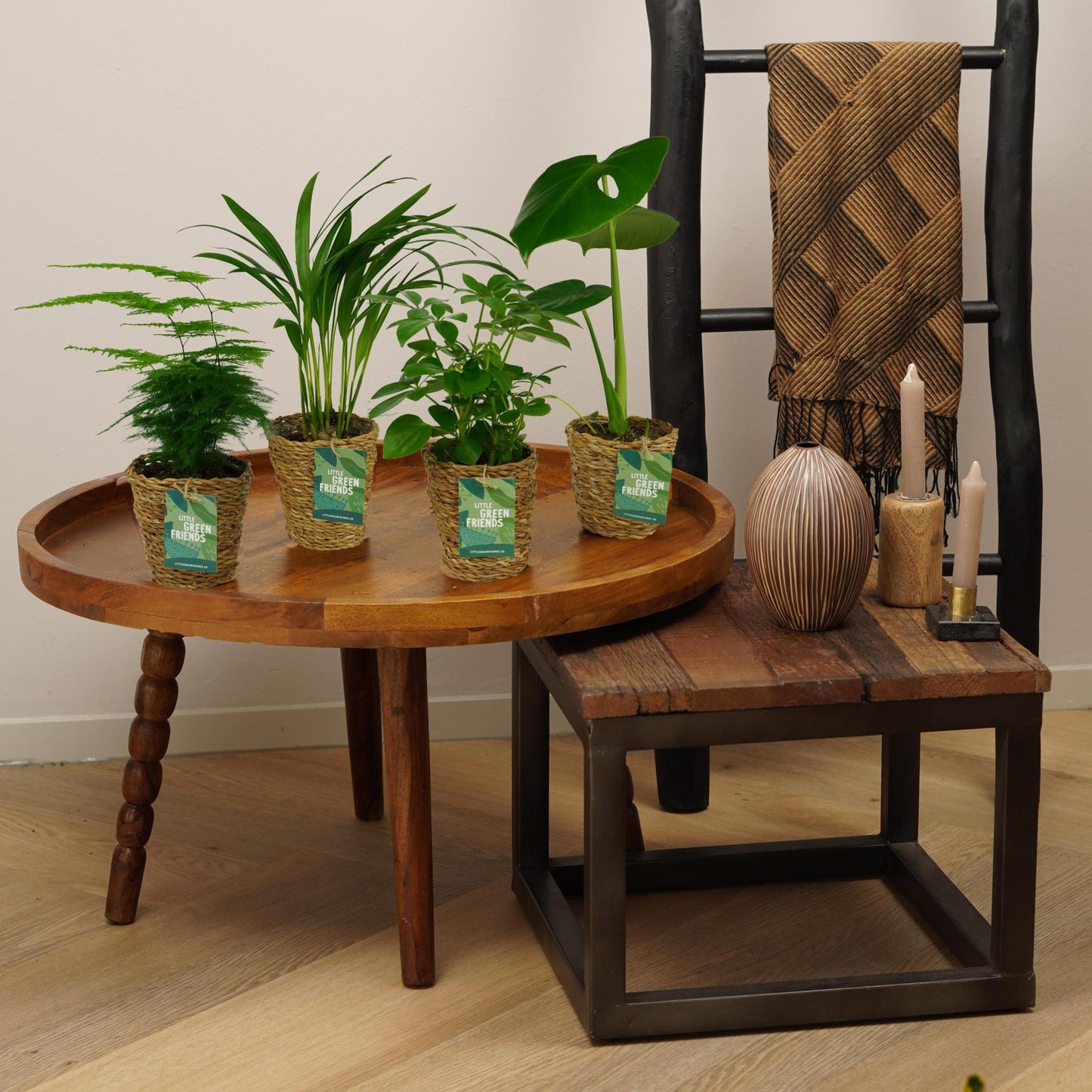 OUR FRIENDS | 4er Pflanzenpaket - Asparagus Plumosus, Schefflera Arboricola, , Areca Lutecens - 30 cm hoch - Kleine Kamerapflanze + Seegraskorb