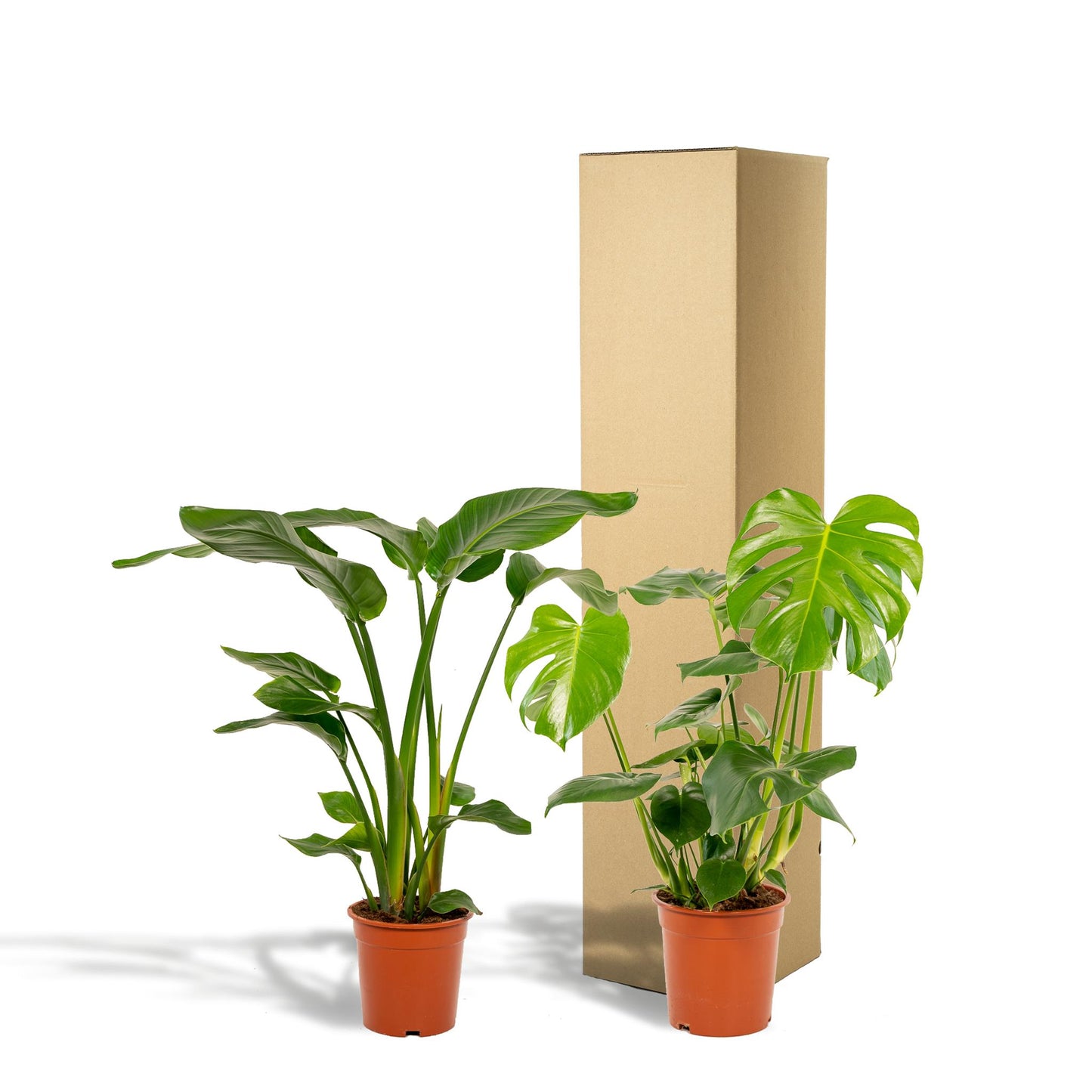Strelitzia Nicolai - ↨85cm,Ø19cm - Monstera Deliciosa - ↨75cm,Ø21cm -