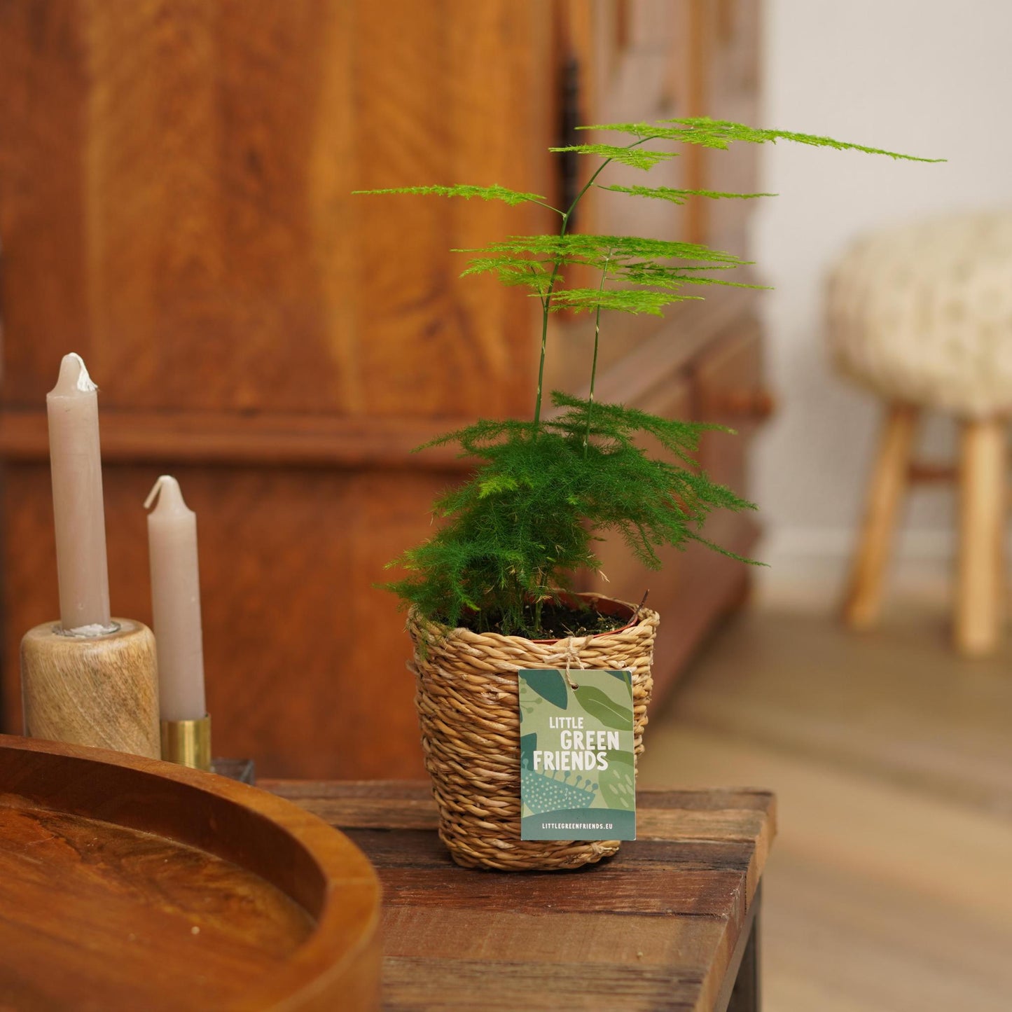 OUR FRIENDS | 4er Pflanzenpaket - Asparagus Plumosus, Schefflera Arboricola, , Areca Lutecens - 30 cm hoch - Kleine Kamerapflanze + Seegraskorb