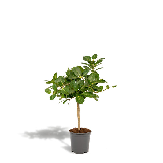 Ficus benghalensis Petite Audrey - ↨75cm - Ø21cm