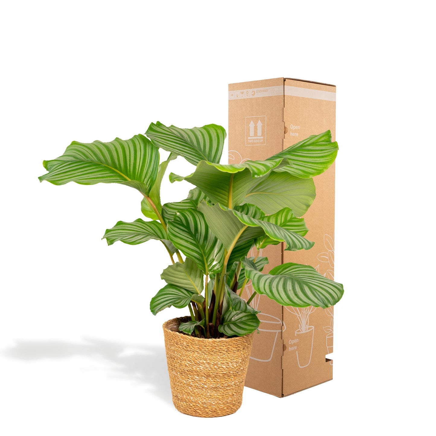 Calathea Orbifolia mit Korb - 65-75cm hoch, ø19cm - Zimmerpflanze - Schattenpflanze - Luftreinigend - Frisch aus der Gärtnerei
