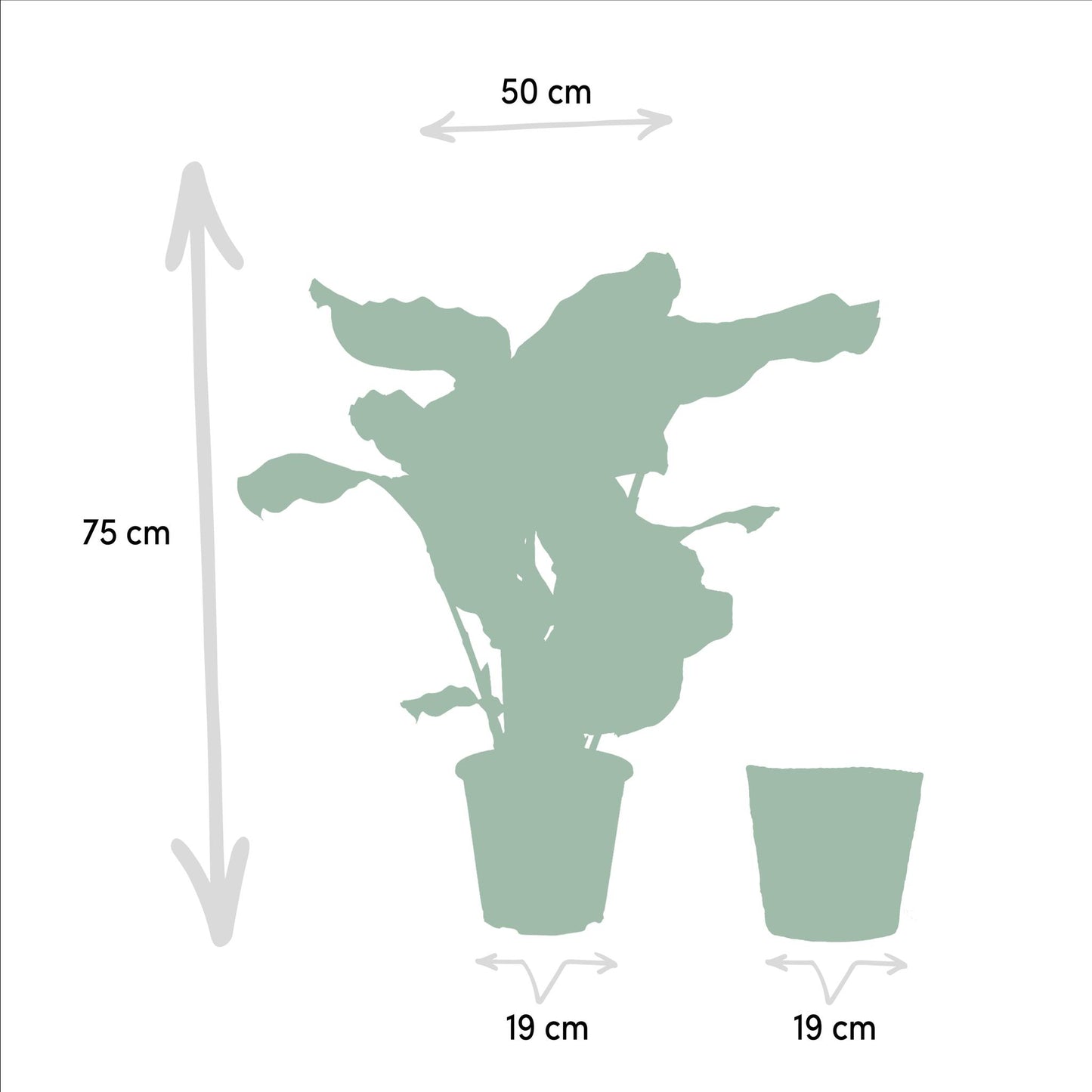 Calathea Orbifolia mit Korb - 65-75cm hoch, ø19cm - Zimmerpflanze - Schattenpflanze - Luftreinigend - Frisch aus der Gärtnerei