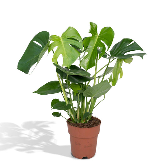 Monstera Deliciosa - Lochpflanze - 60cm - Ø19