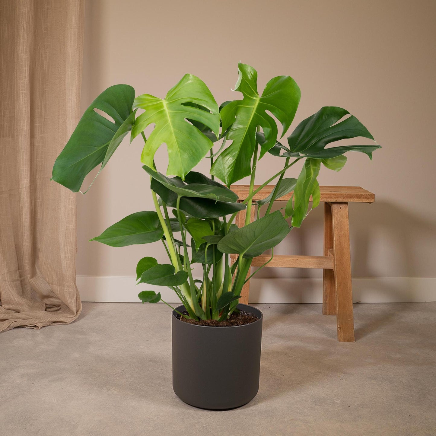 Monstera Deliciosa - Lochpflanze - 60cm - Ø19