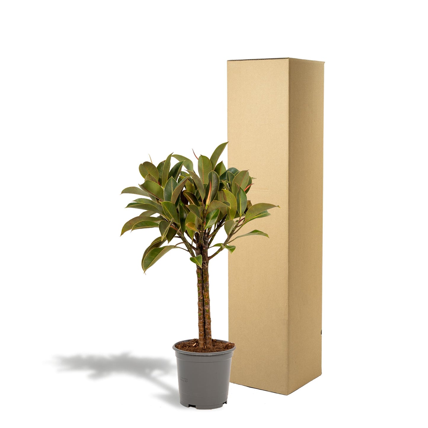 Ficus elastica Melany-Stamm - ↨90cm - Ø21cm