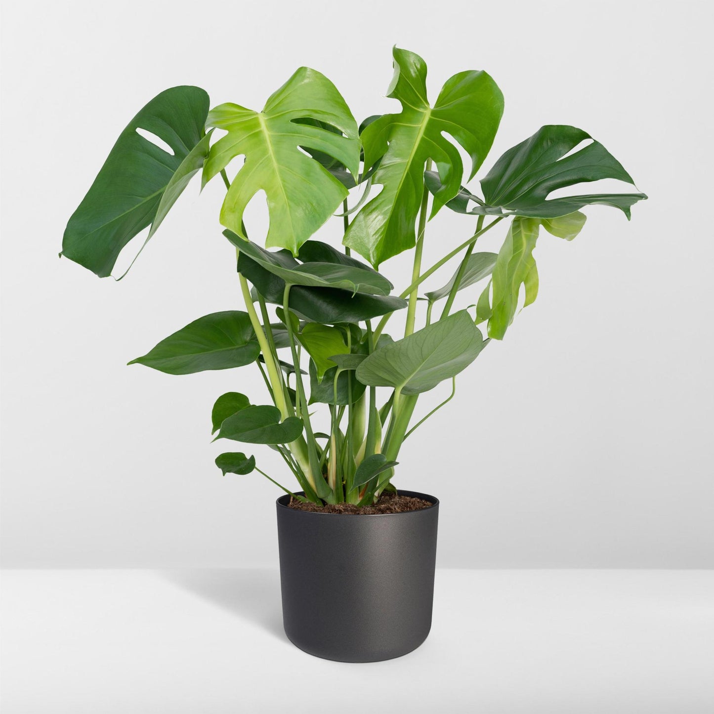 Monstera Deliciosa - Lochpflanze - 60cm - Ø19