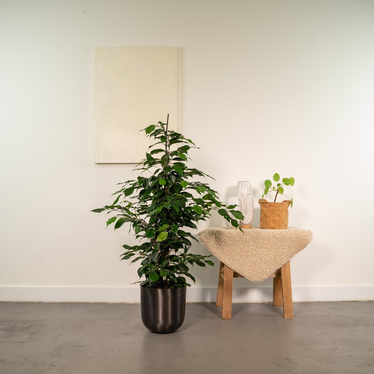 Ficus benjamina Danielle + Pot Mayk Lead - ↨95cm - Ø21cm