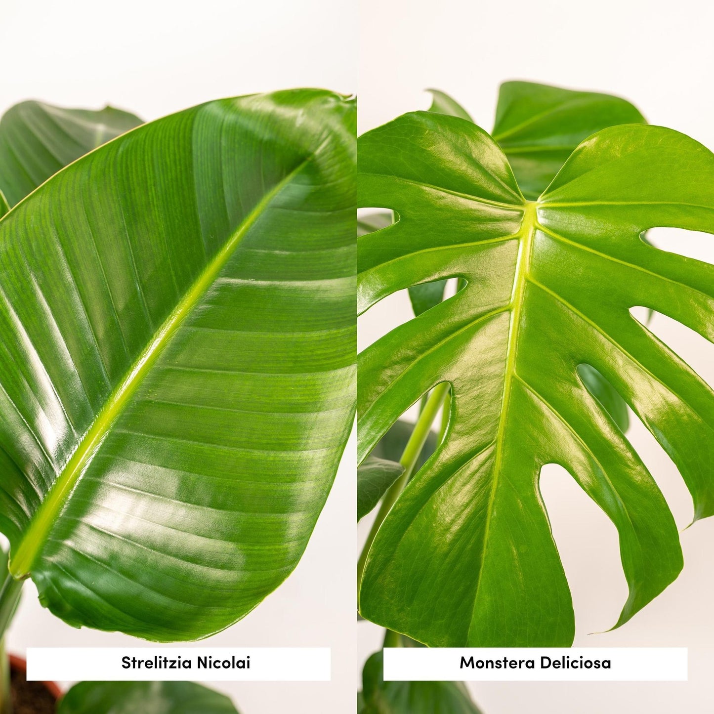 Strelitzia Nicolai - ↨85cm,Ø19cm - Monstera Deliciosa - ↨75cm,Ø21cm -
