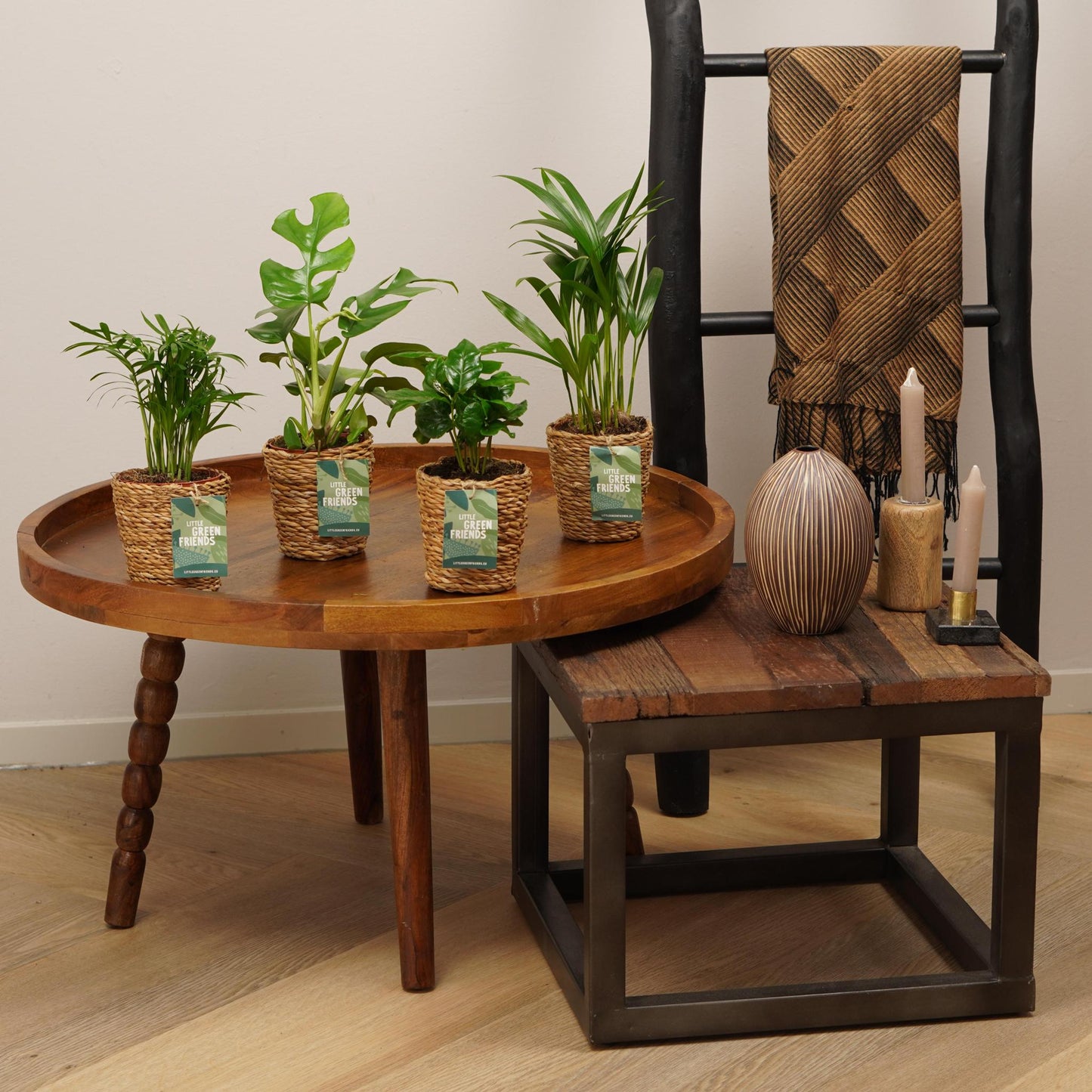 OUR FRIENDS | 4er Pflanzenpaket - Chamadorea Elegans, Coffea Arabica, , Monstera Deliciosa - 30 cm hoch - Kleine Kamerapflanze + Seegraskorb